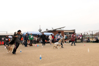犬1イメージ