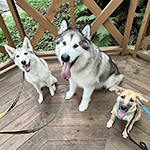 ���c���C�N�����|��